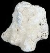 Unique, Agatized Fossil Coral Geode - Florida #57708-1